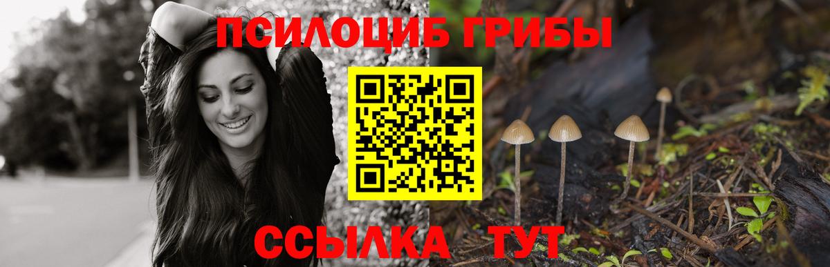 Россия  Псилоцибиновые грибы Psilocybe  Вход с VPN 